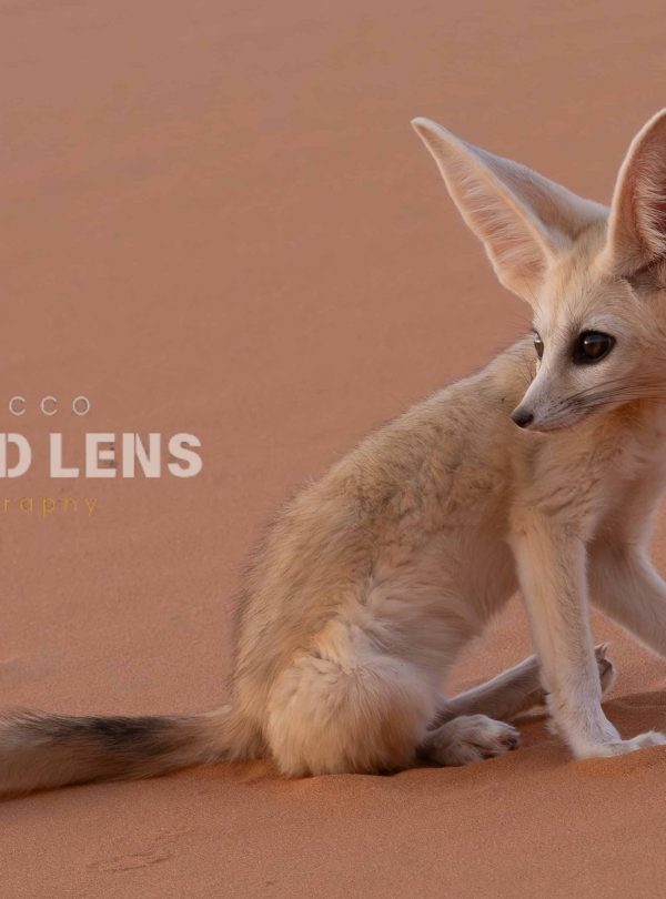 6 Day Moroccan Wildlife Journey