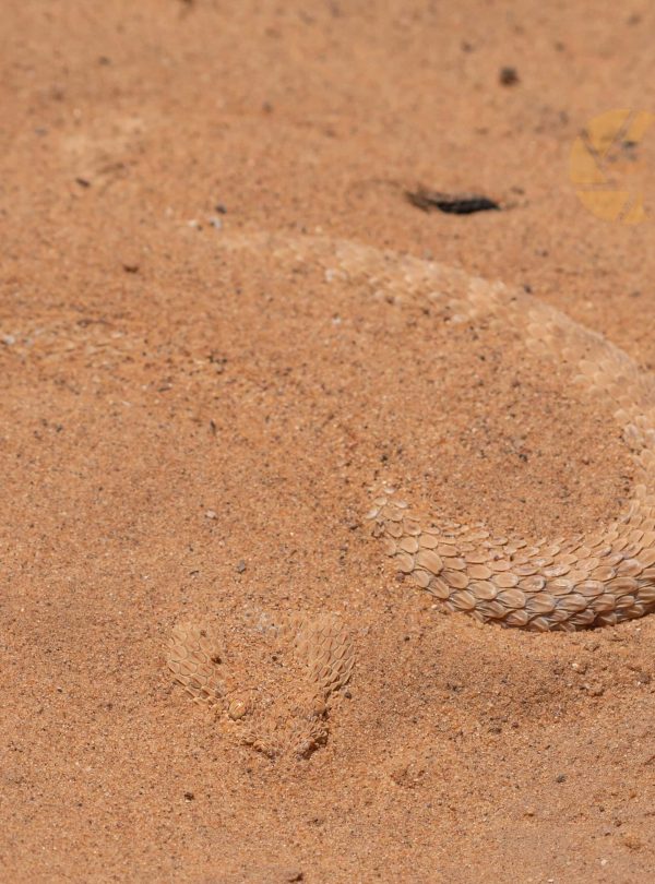 6 Day Moroccan Wildlife Journey