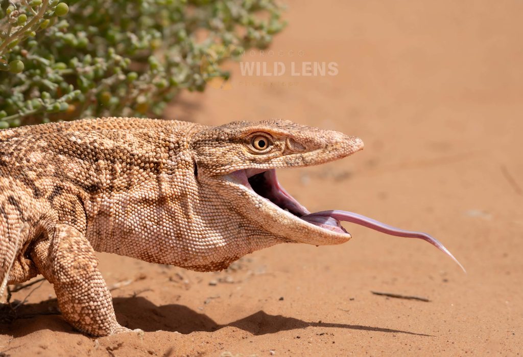 6 Day Moroccan Wildlife Journey