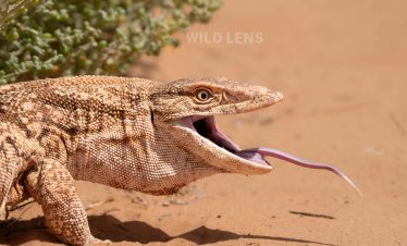 6 Day Moroccan Wildlife Journey
