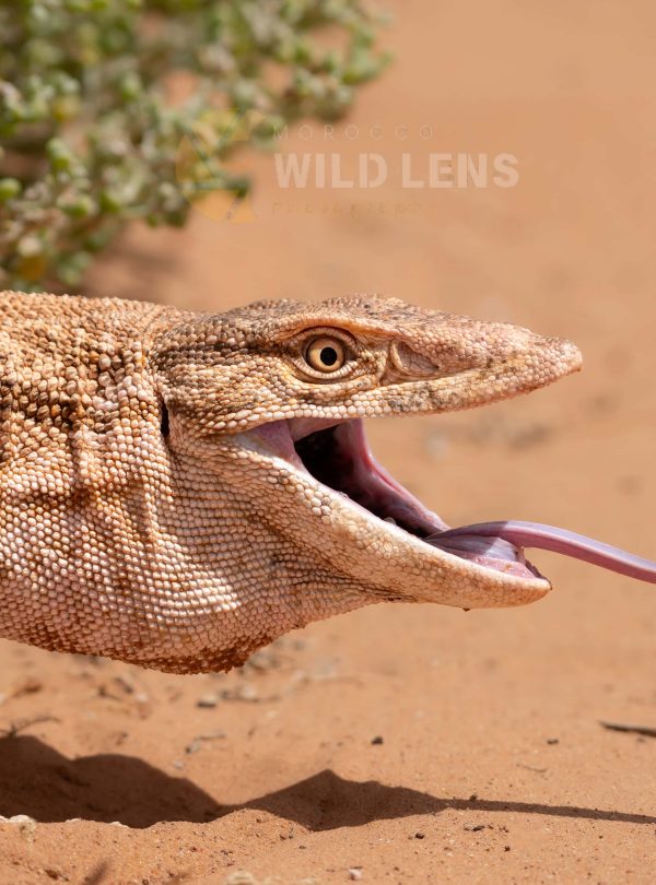 6 Day Moroccan Wildlife Journey