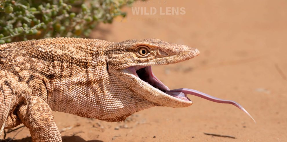 6 Day Moroccan Wildlife Journey