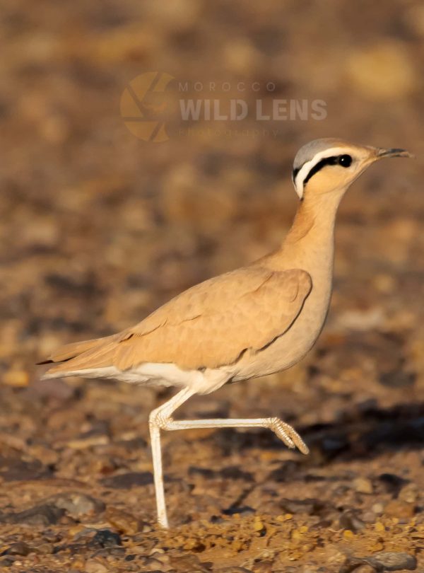6 Days Merzuga Tour Birdwatching