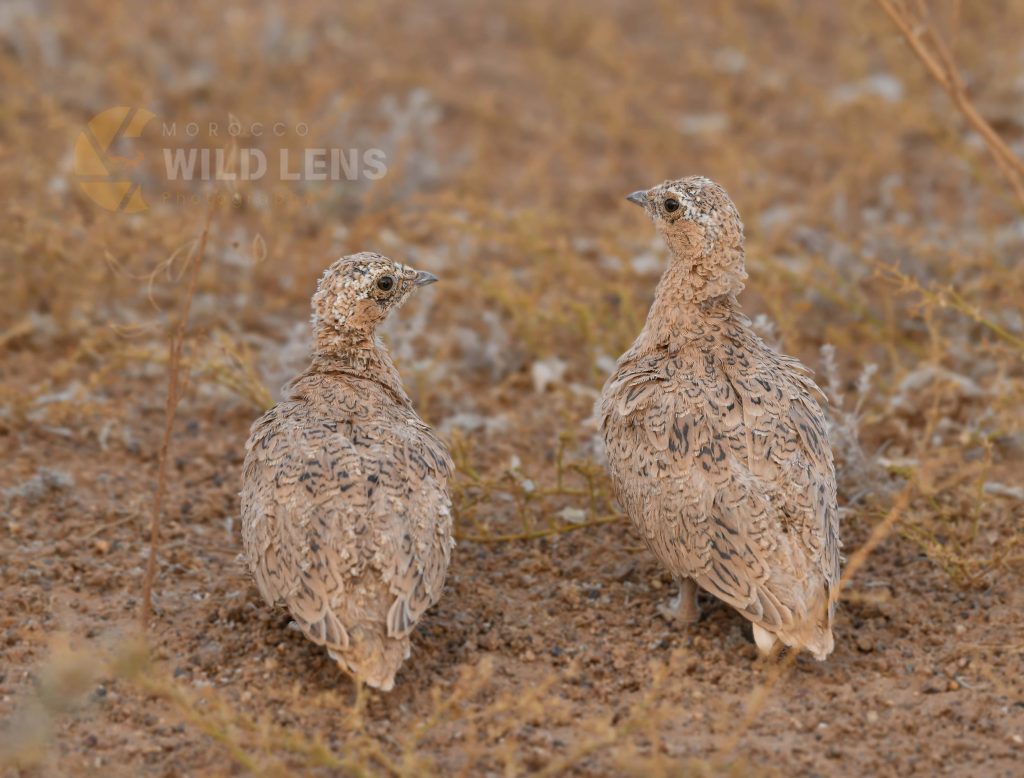 6 Days Merzuga Tour Birdwatching