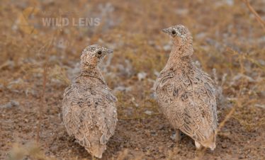 6 Days Merzuga Tour Birdwatching