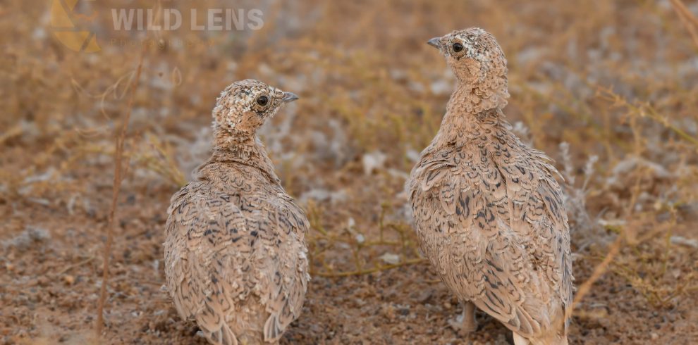 6 Days Merzuga Tour Birdwatching