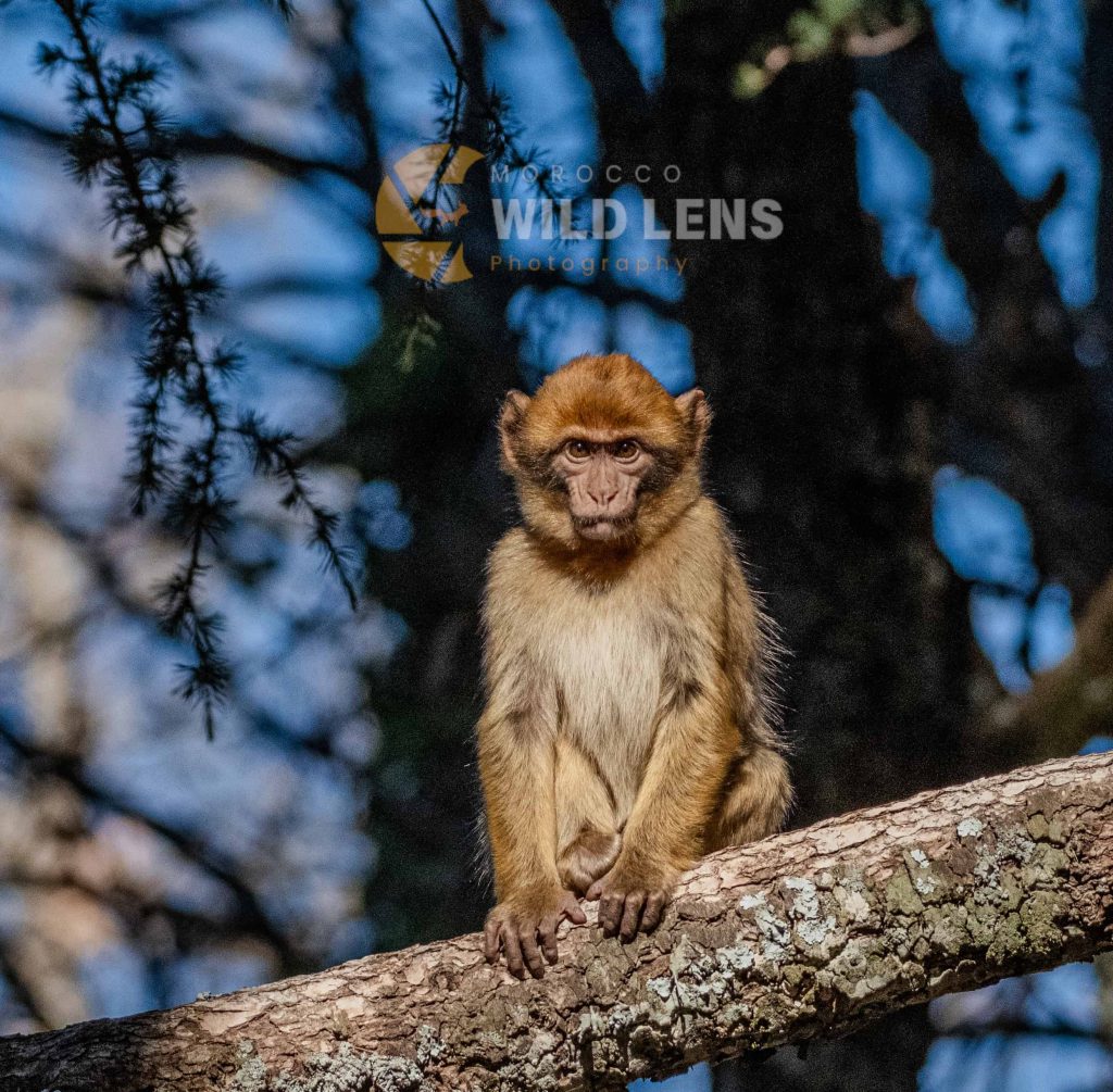 6 Days Merzuga Tour Birdwatching