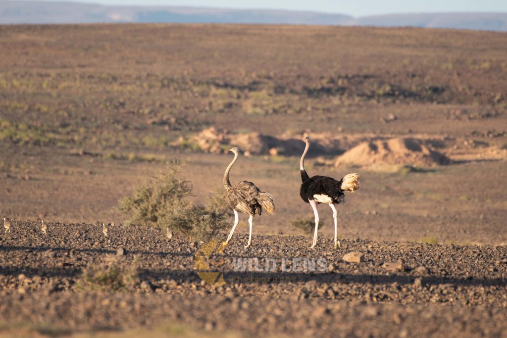 6 Days Merzuga Tour Birdwatching