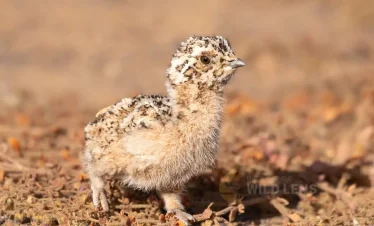 Casablanca birdwatching tours