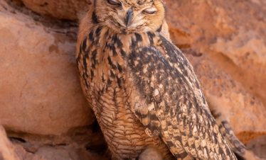 Marrakech birdwatching tours