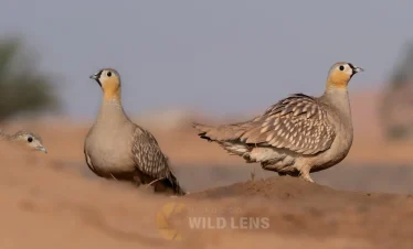 birdwatching tours