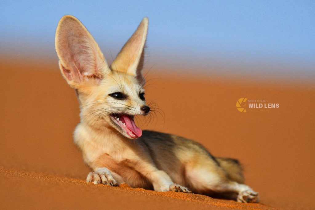 10 Days Marrakesh wildlife Tours