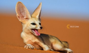 10 Days Marrakesh wildlife Tours