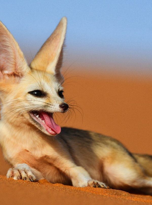 5 Days Morocco Desert Wildlife