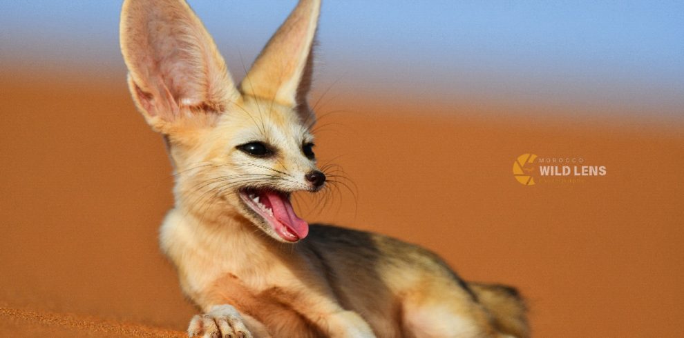 10 Days Marrakesh wildlife Tours