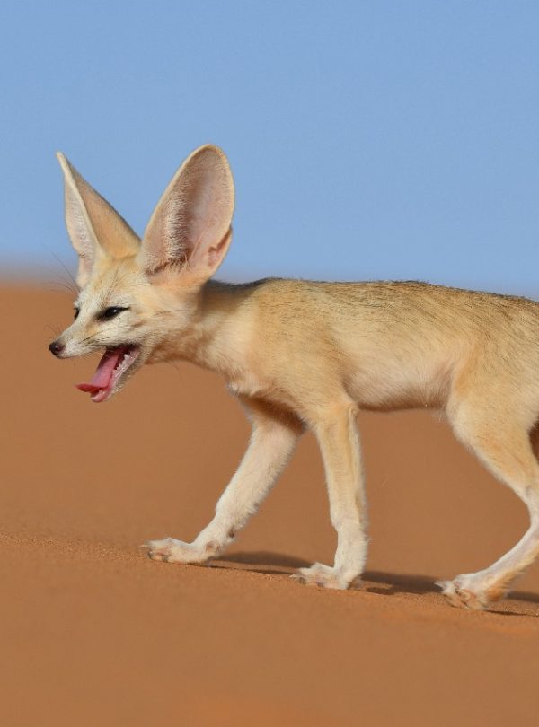 3 Days Morocco wildlife Tour