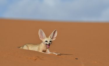 Morocco wildlife photography tours