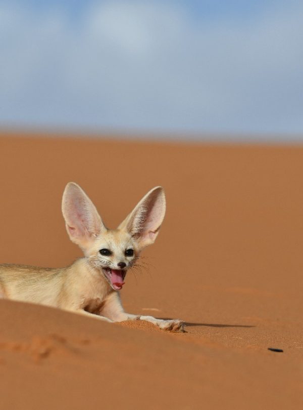 Morocco wildlife photography tours