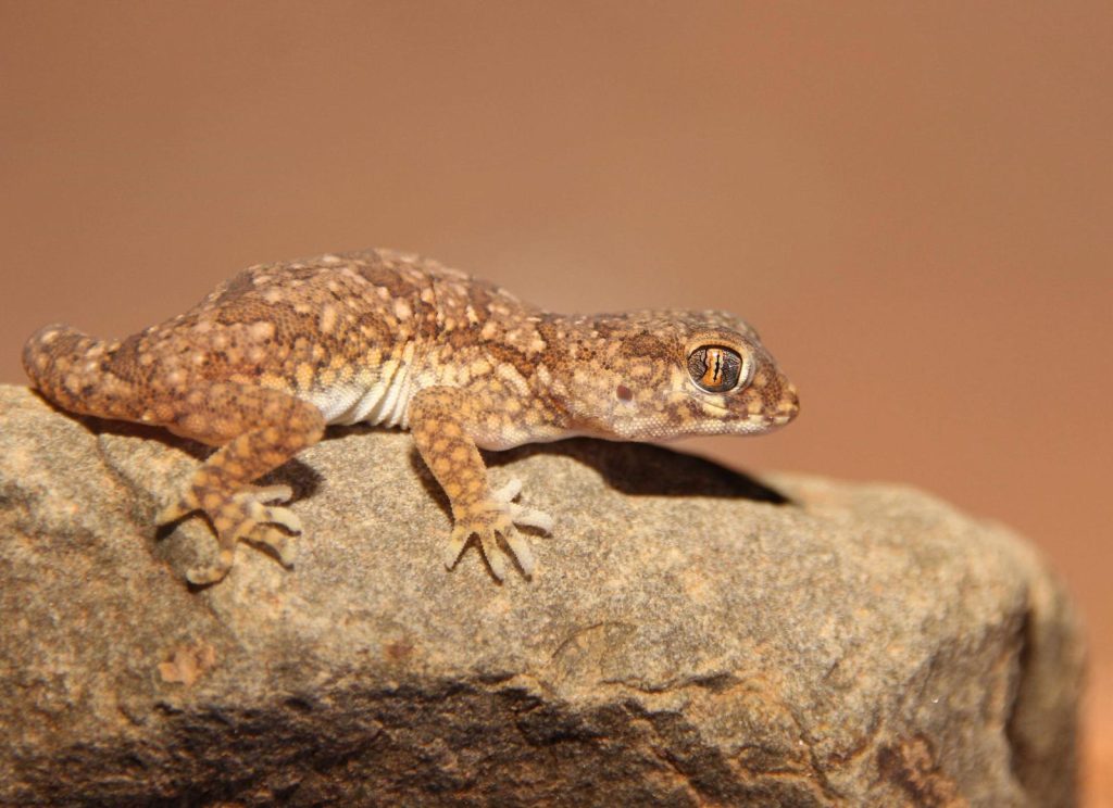 7 Days Morocco Herping Tour