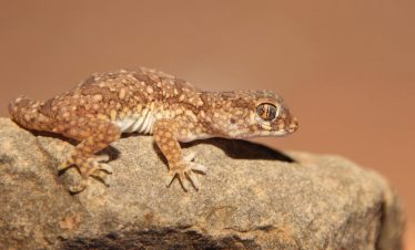 7 Days Morocco Herping Tour