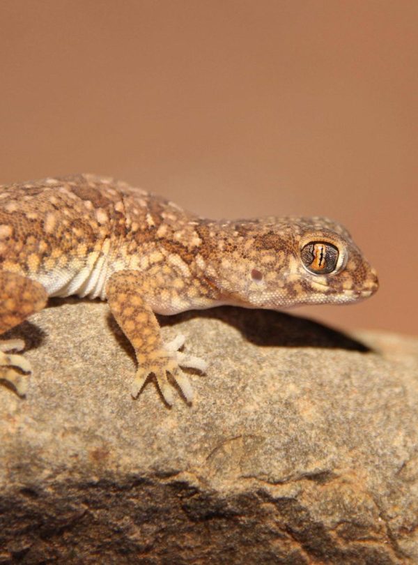 7 Days Morocco Herping Tour