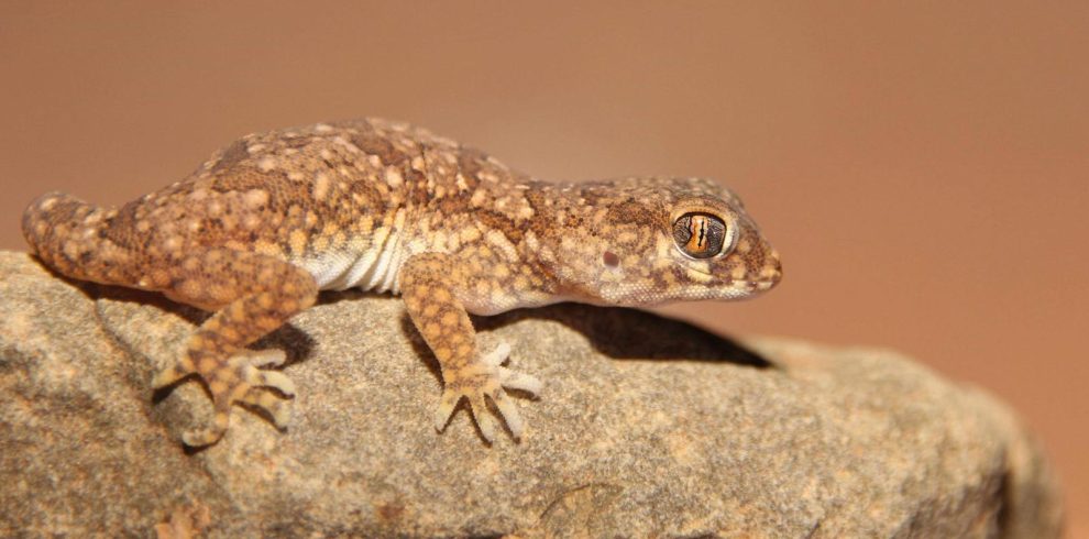 7 Days Morocco Herping Tour