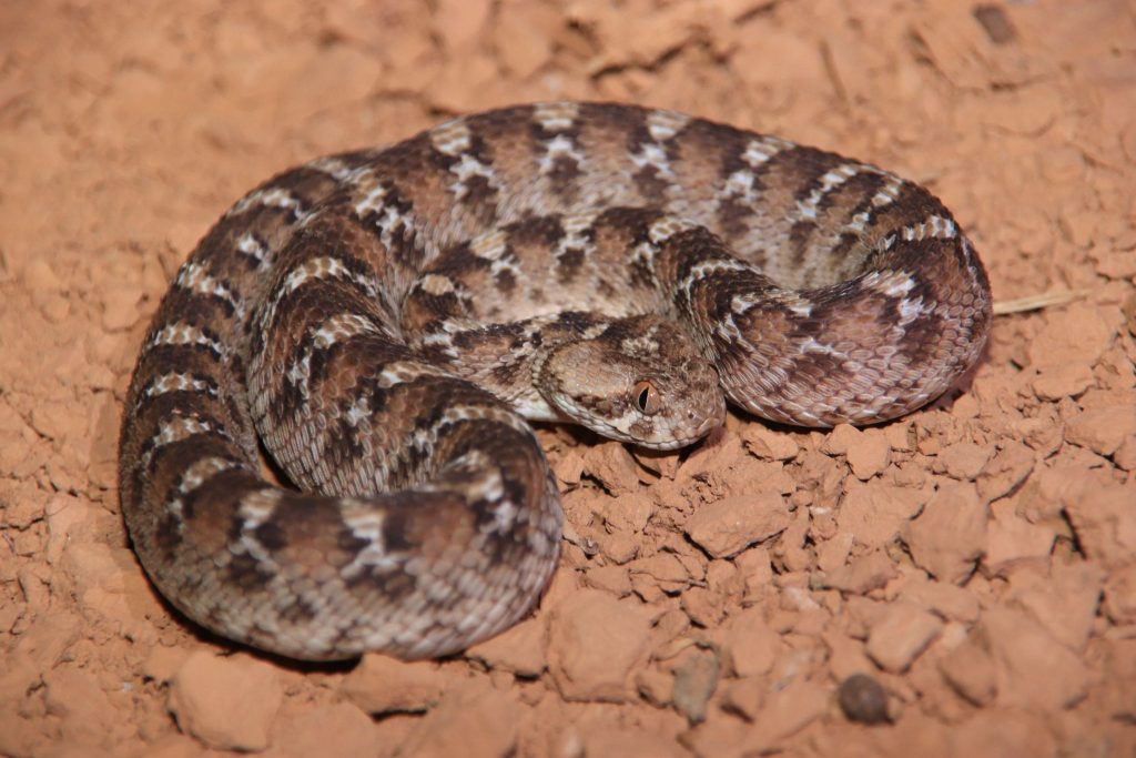 9 Days Morocco Reptile & Herping Tour