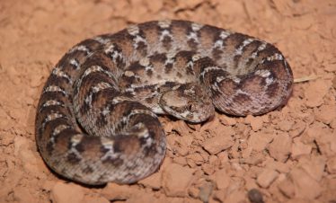 9 Days Morocco Reptile & Herping Tour
