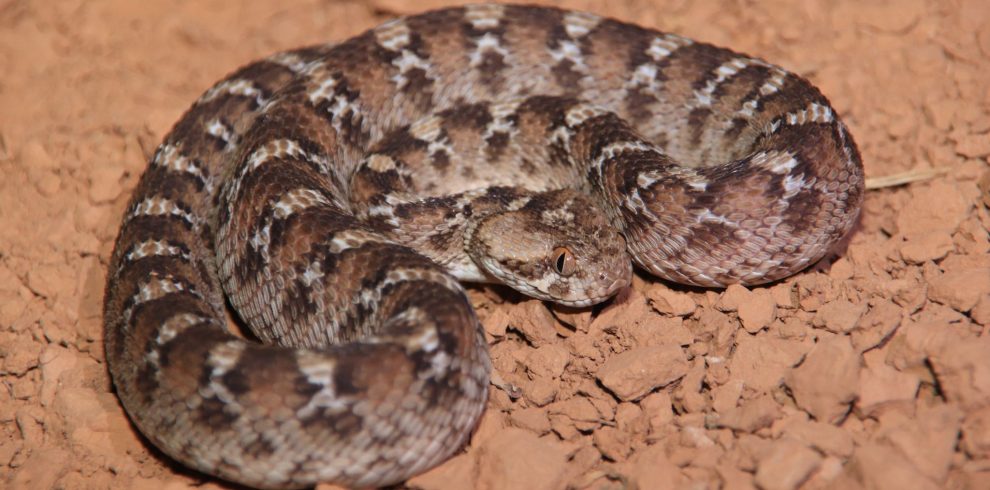 9 Days Morocco Reptile & Herping Tour