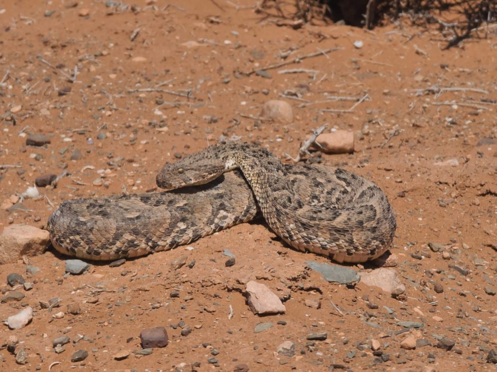 8 Days Morocco Reptile Photography Tour