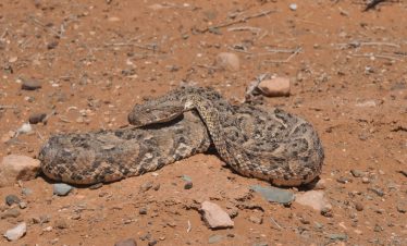 8 Days Morocco Reptile Photography Tour