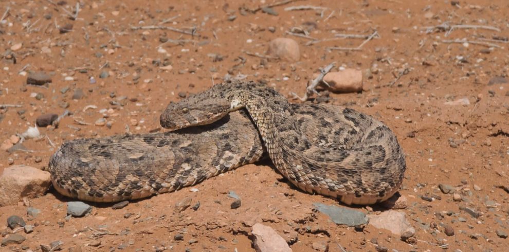8 Days Morocco Reptile Photography Tour